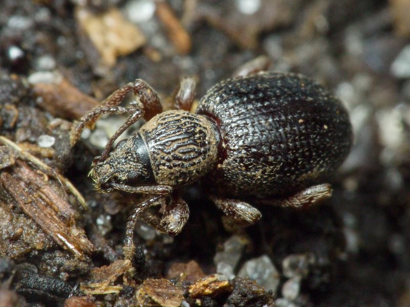 Otiorhynchus ovatus (Linnaeus, 1758)